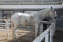 еİɫƥ