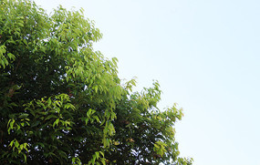  ��Ҷ����� 