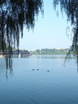 ͸����֦�ۺ���