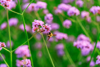 һֻС�Ʒ��ڲɻ���