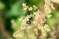 ��֦�ϵ�����ư��