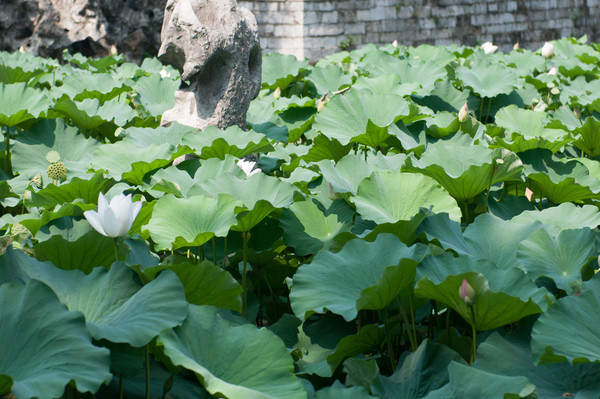 ʨ���ֵĺɻ�