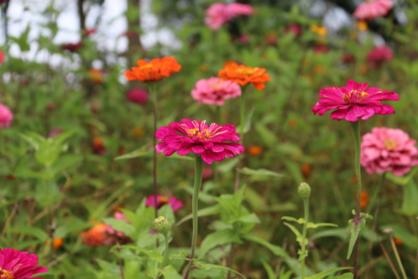 ��Ұ��С����