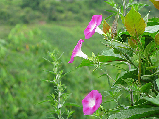 ��ɫ����