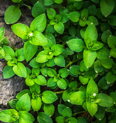 ��ɫֲ��Ҷ��ֲ��