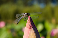 �ɻ������ϵ�����