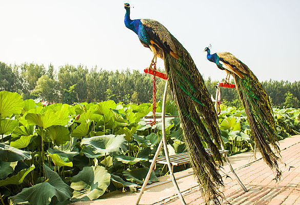 �����ߵ���ֻ��ȸ