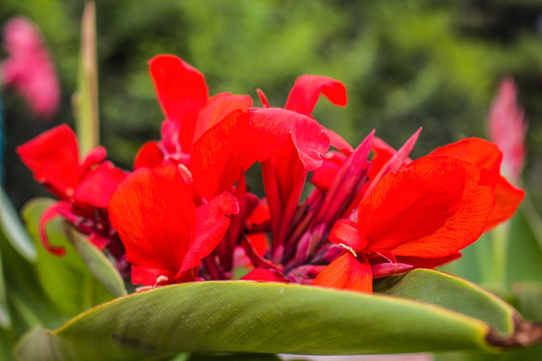 ��ɫ���˽�