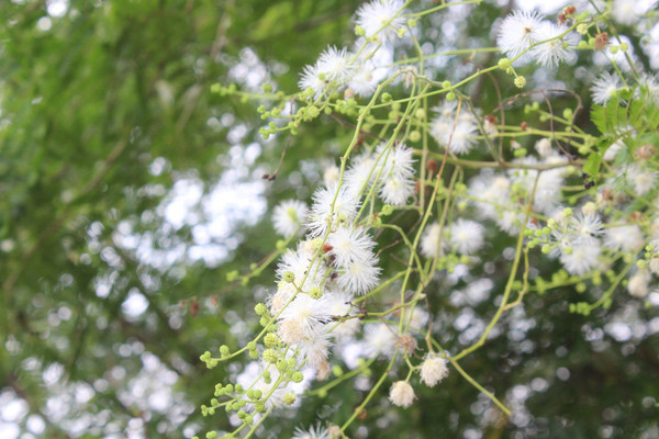 �����İ�ɫ��