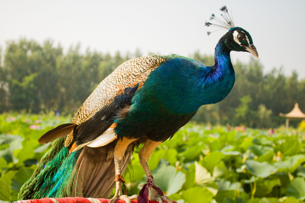 �����Ŀ�ȸ