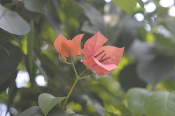 ����÷����