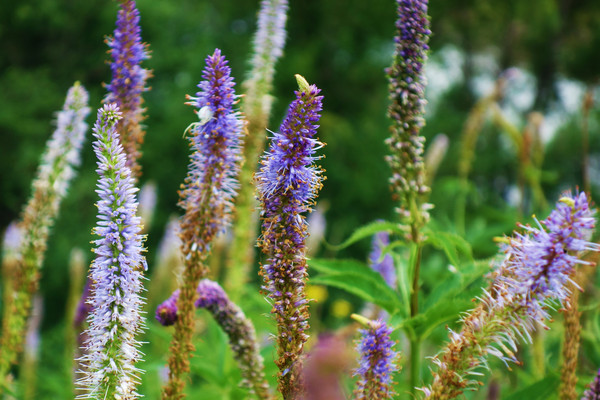 �����ɻ�