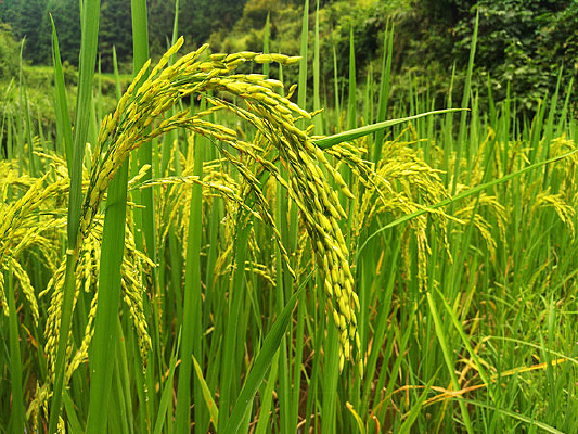 �����ˮ��