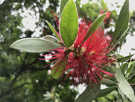 ֲ���ɫ������ɯ��