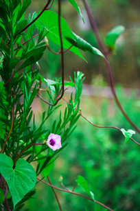 ������Ҷ