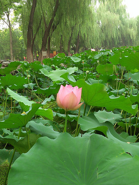 ������һ�京�����ŵĺɻ�