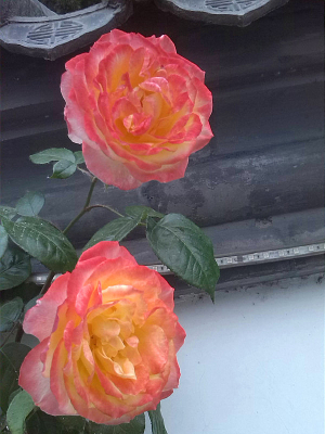 �����µ��¼���