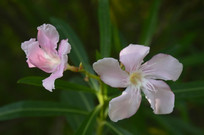 ��ɫ����