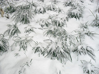 ��ѩ���ǵĲݵ�