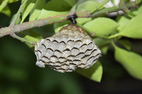 �������ϵķ䳲