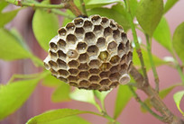 �䳲΢����дͼ