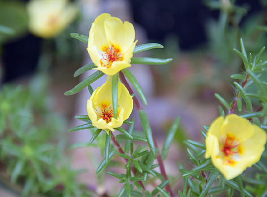 ���ͻ��ܸ�����Ӱͼ