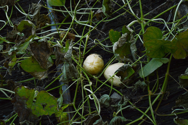 �����ϵ����