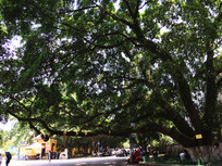 ������Ҷ