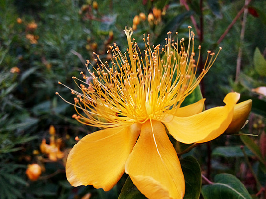 ��ɫ��˿��