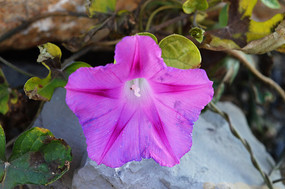 ���Ȼ���д