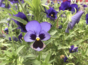 ����ɫ����