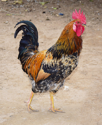 ũ����ֳ�Ļ�����