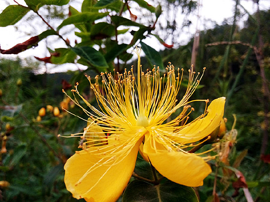 ʢ���Ľ�˿��