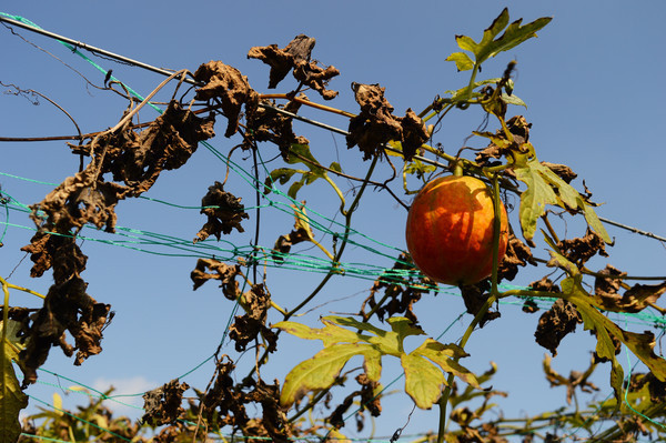 ��͸�����