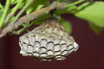 ��֦�����ҵķ䳲