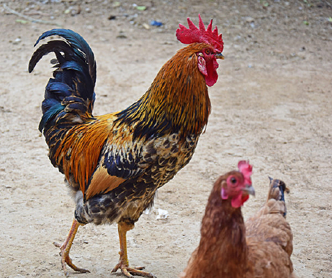 ����ɢ���Ĺ���