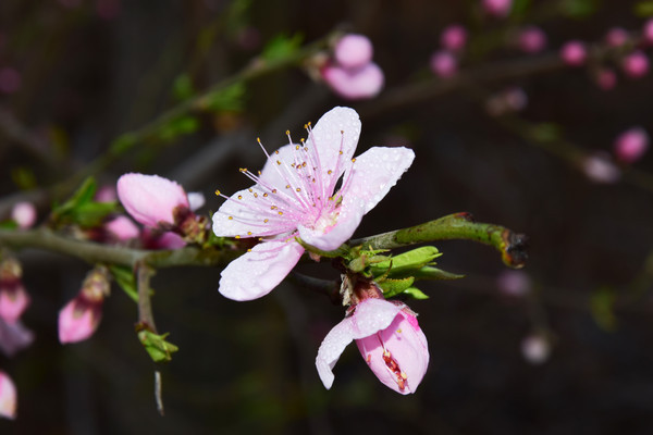 ֦ͷʢ�����һ�