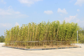 ��Ҷ���־���