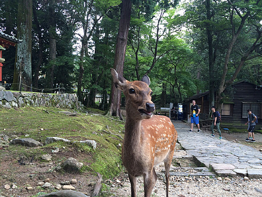 ������԰��¹����