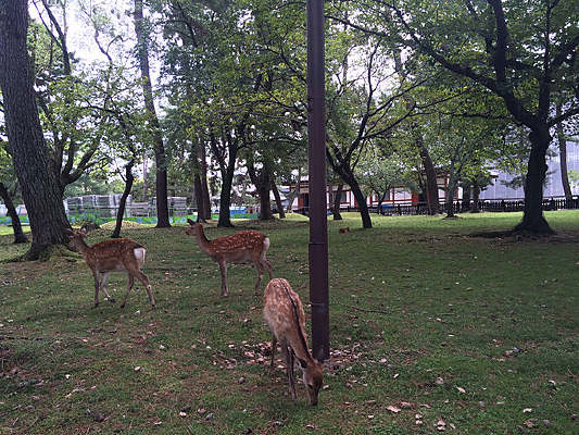 �ձ�������԰¹Ⱥ