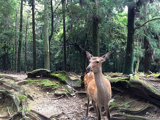 �ձ�������԰��¹