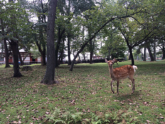 �ձ�������԰��¹��ľ