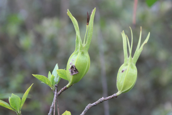 �����ӹ�