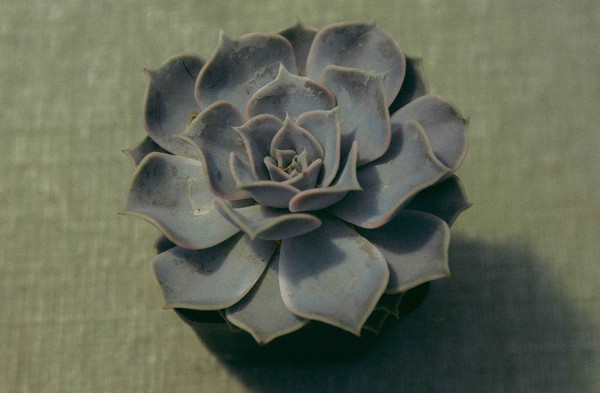 ���⻨ֲ��