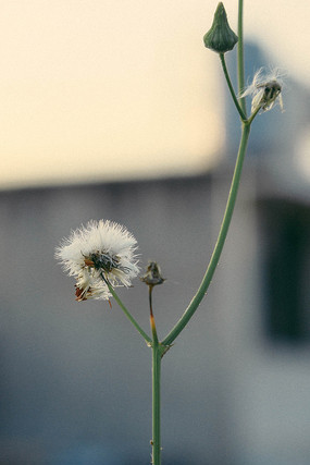 �ѹ�Ӣ����