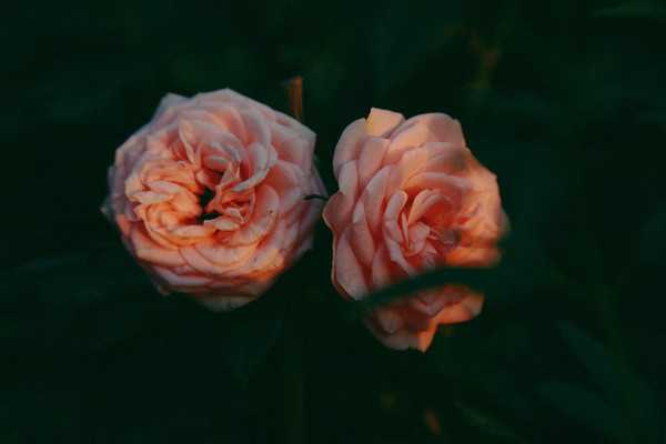 ��ɬ�ķ�õ��