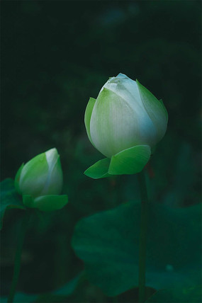 ǳ�����ĺɻ�