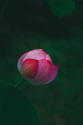 ϸµĺɻ