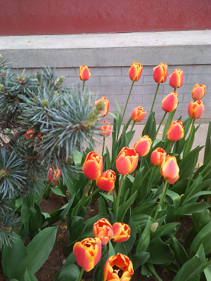 �����㻨̳