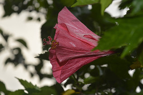 ��ɫ�����ɣ��